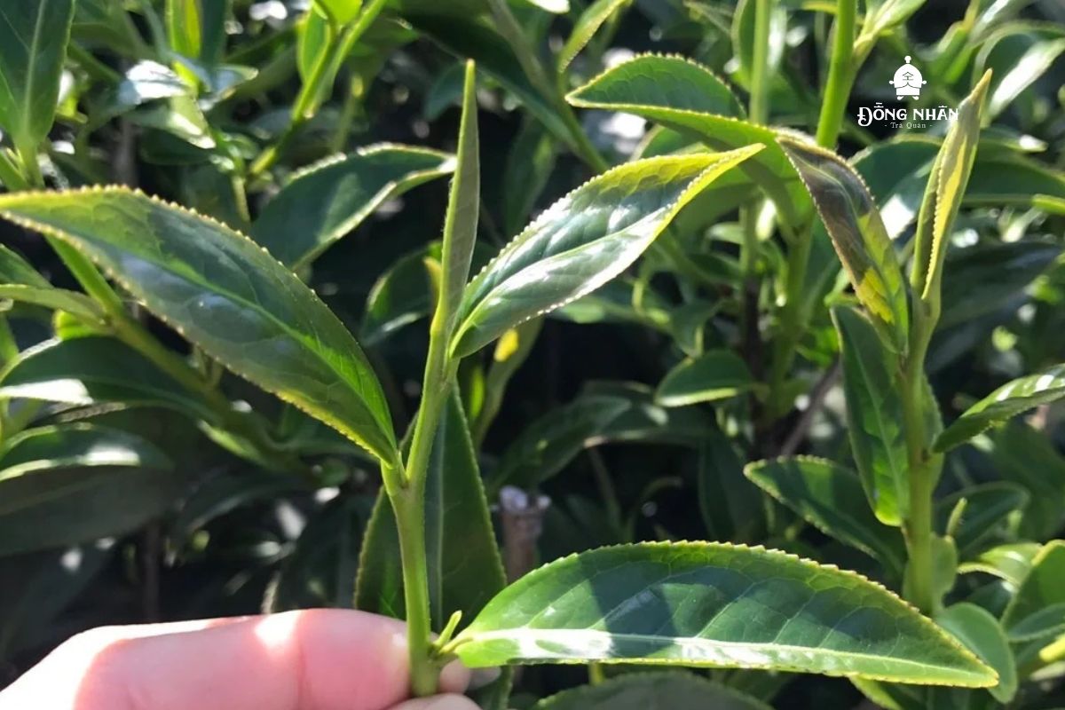 GIỐNG TRÀ THANH TÂM Ô LONG  - NGUYÊN LIỆU LÀM NÊN NHIỀU LOẠI TRÀ